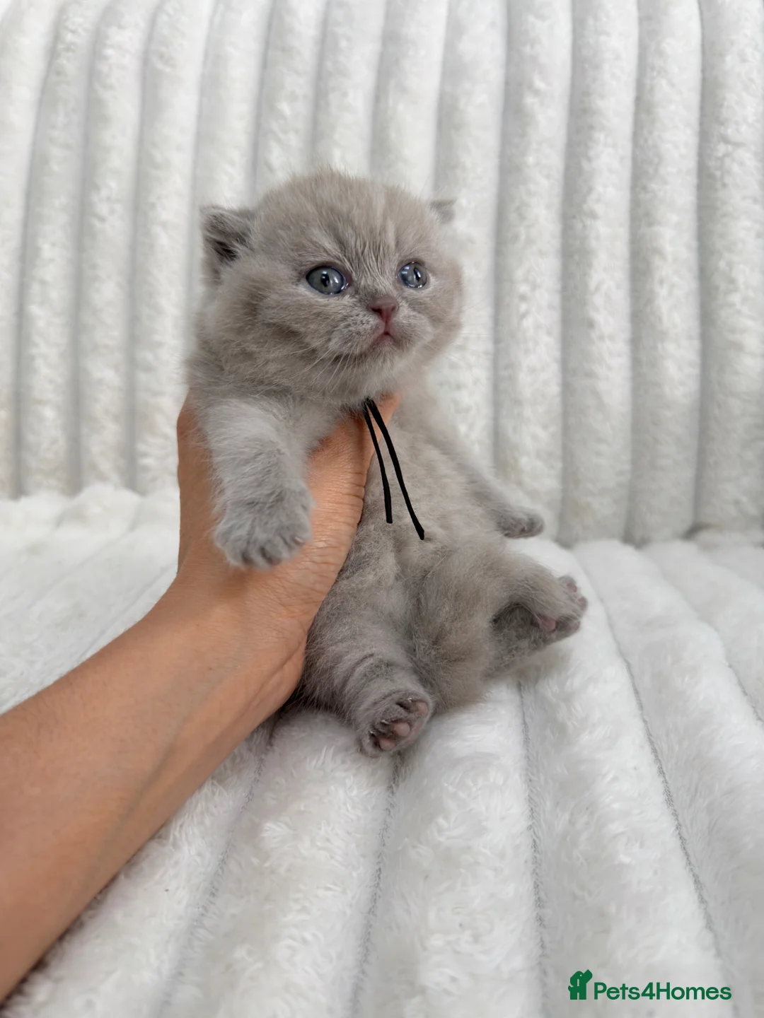 British Shorthair cats for sale: 🤍 British Shorthair Kittens | Pet Homes Only 🤍 - Advert 2