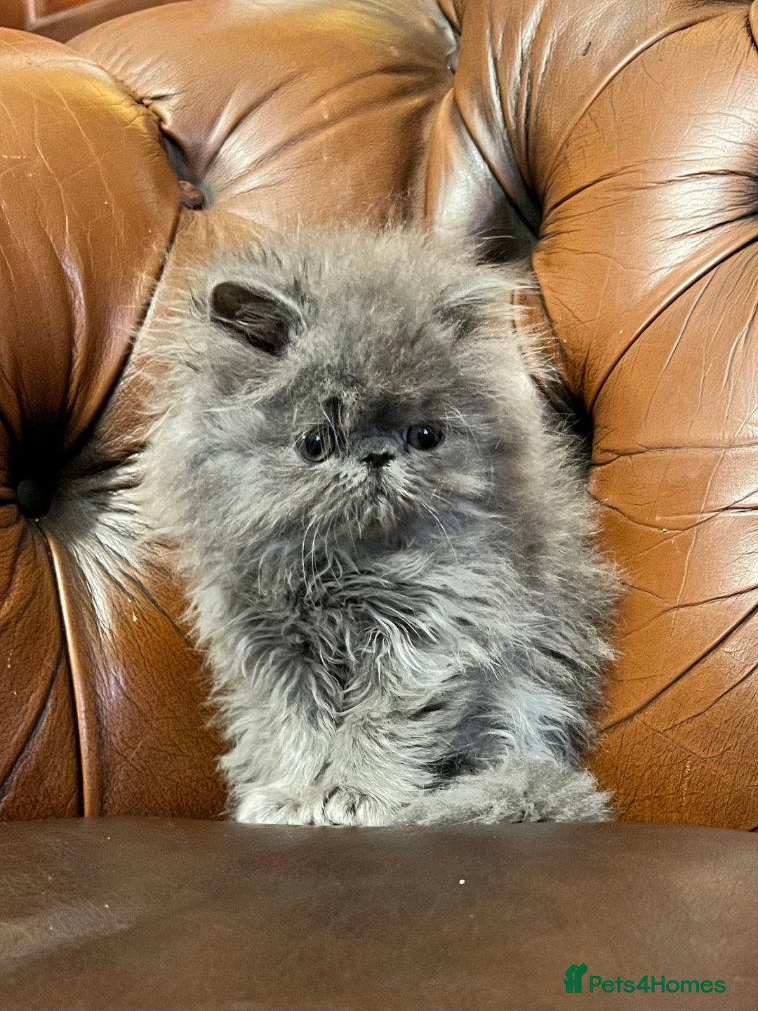 Persian cats for sale: Stunning blue and rare lilac Persian kittens  - Advert 5