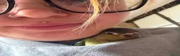 Conures birds for sale: Green Cheek Conure Looking for His Forever Home - Advert 11