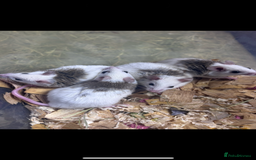 Rat rodents for sale: African Soft Furs  - Image 1