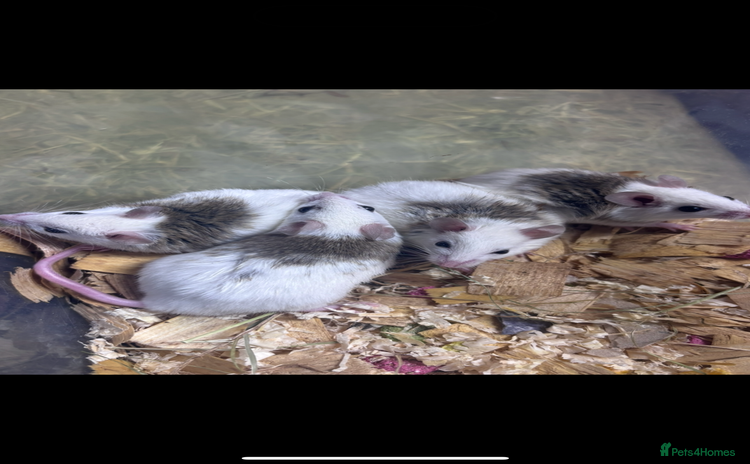 Rat rodents - Advert 1