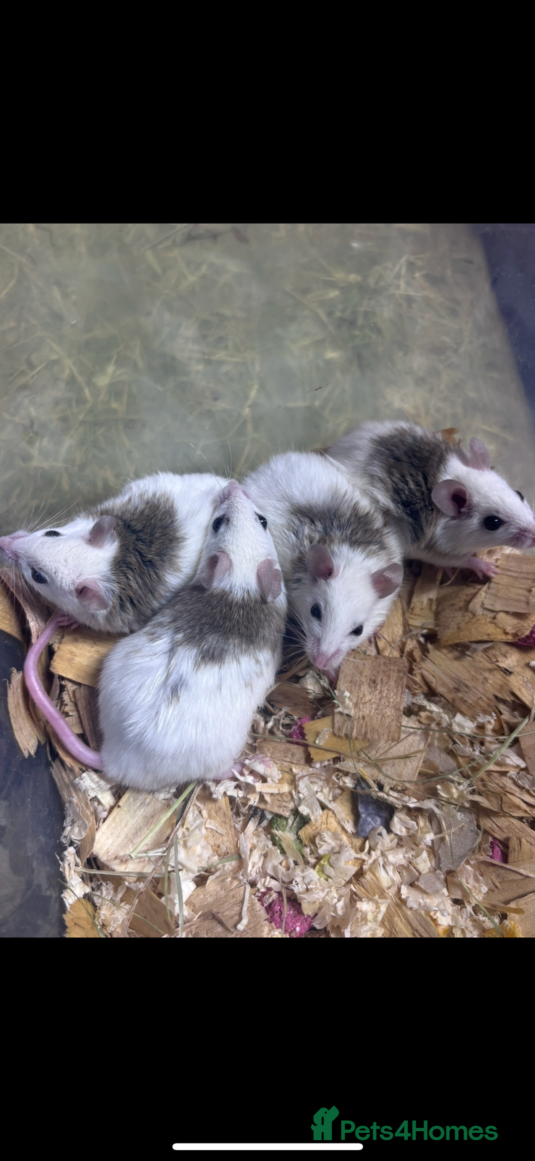 Rat rodents for sale: African Soft Furs  - Image 1
