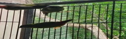 Parrots birds for sale: Talkative and Playful Parrot Available in Worcester - Advert 4