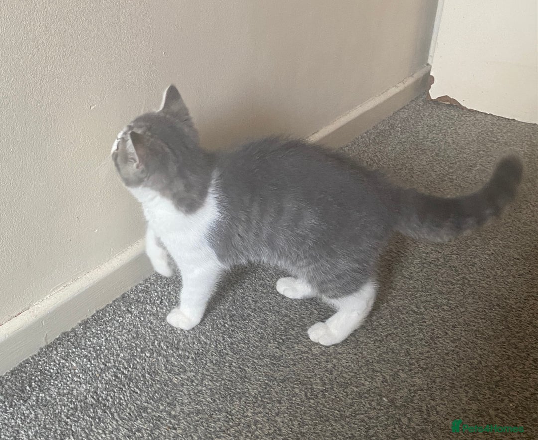 Exotic cats for sale: White & Grey Male Kitten Exotic Shorthair - Image 11