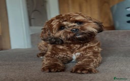 Shihpoo dogs for sale: Shipoo Pups LAST 2 - Image 31