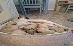 Pug dogs for sale: Puggies for sale - Image 7