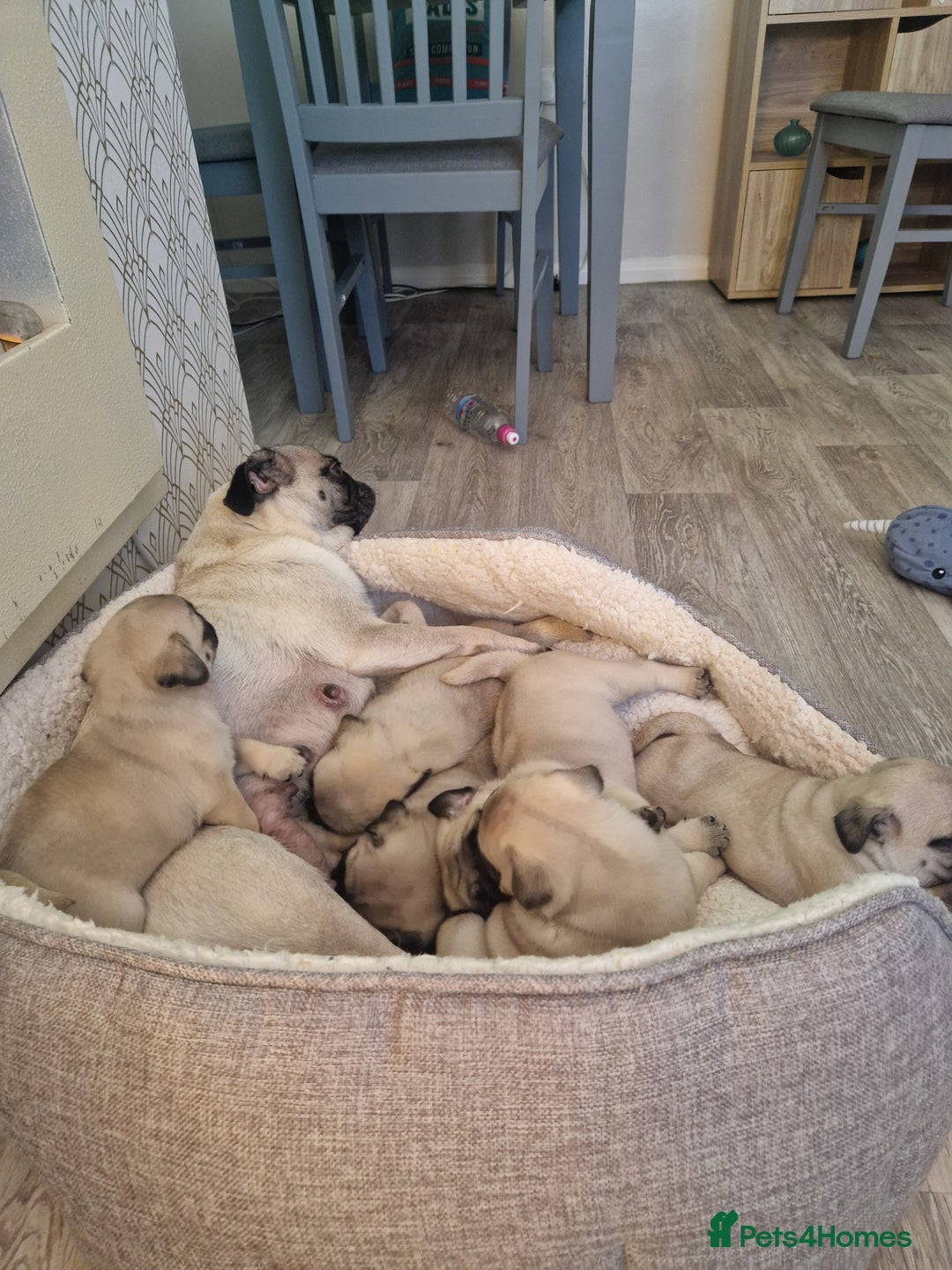 Pug dogs for sale: Puggies for sale - Image 7