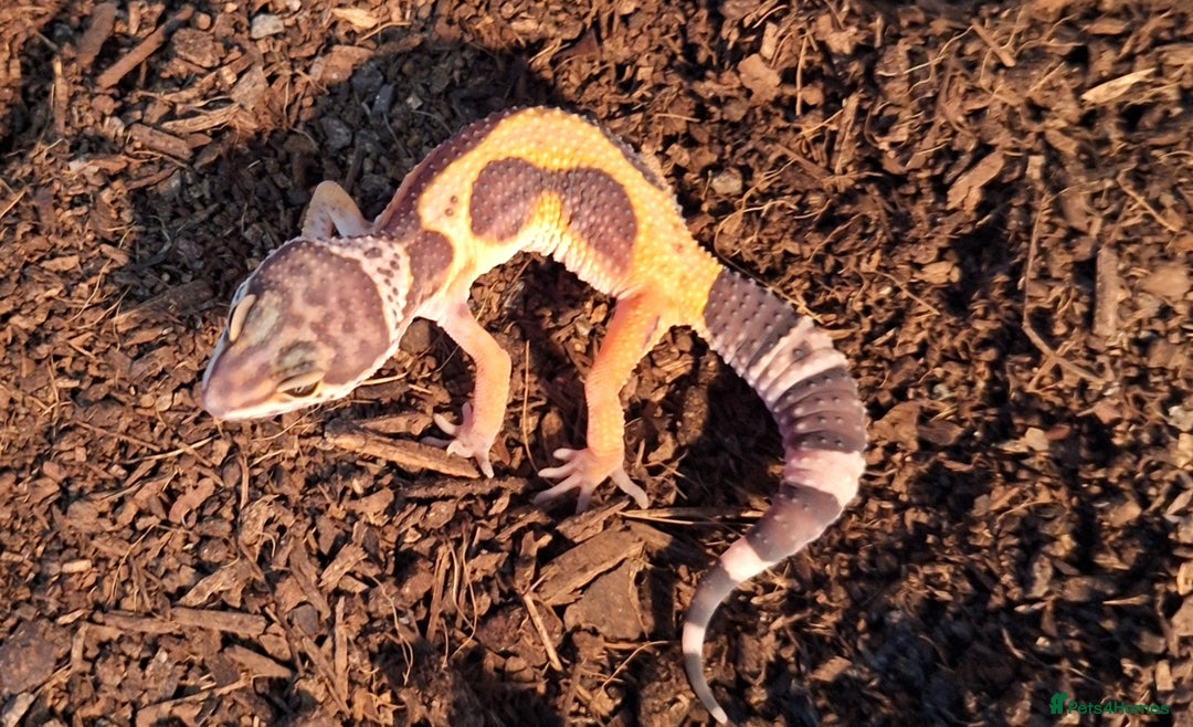 Gecko reptiles for sale: Leopard Gecko 3 month + all equipment option - Advert 2