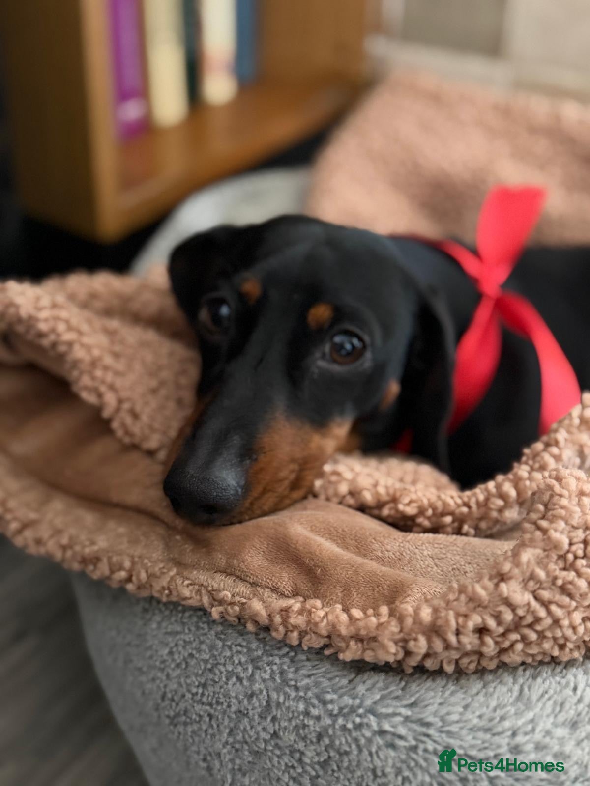 Miniature Dachshund dogs for stud: KC Reg Miniature smooth haired Dachshund for stud - Advert 3