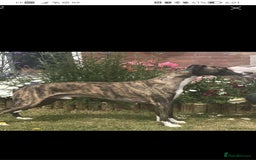 Whippet dogs for sale: Petite whippet puppies  - Image 3