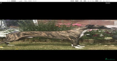 Whippet dogs Petite whippet puppies  - Advert 15