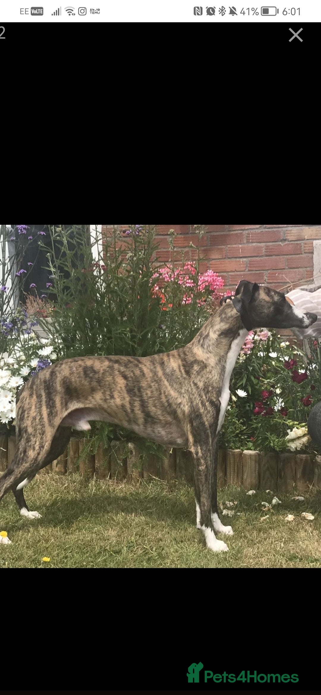 Whippet dogs for sale: Petite whippet puppies  - Image 3