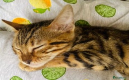 Bengal cats for sale: 2 bengals girls, happy to go together or separate  - Image 6