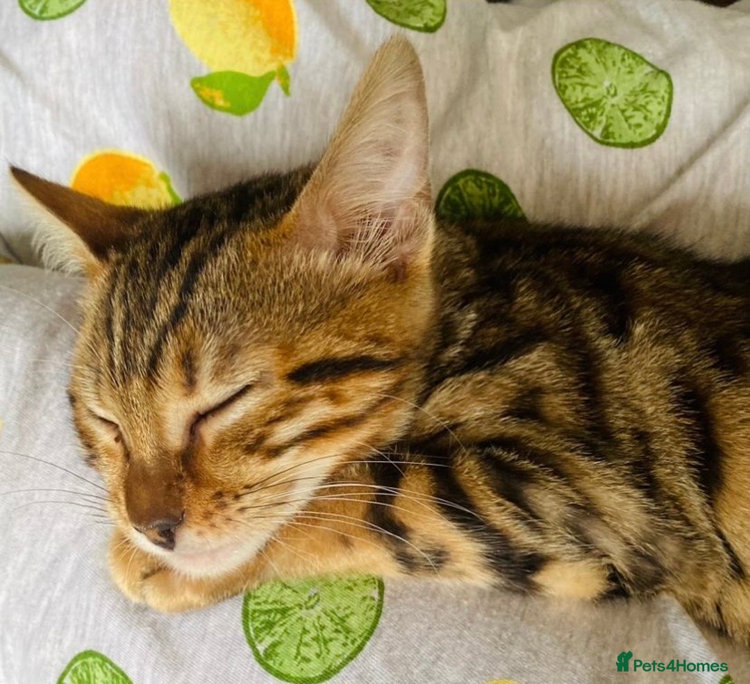 Bengal cats for sale: 2 bengals girls, happy to go together or separate  - Image 6