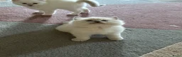 Ragdoll cats for sale: RARE FAWN POINT KITTENS - Advert 9