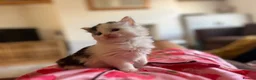 Russian Blue cats for sale: 2 x Black and white female russian blue kittens in Taunton - Advert 5