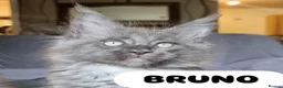 Maine Coon cats for sale: Amazing XXL ACTIVE TICA REGISTER READY NOW! - Advert 16