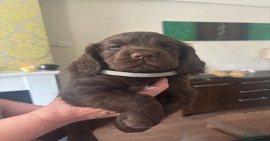 Cocker Spaniel dogs - Advert 4