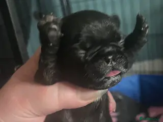 Pug dogs Stunning KC registered pug puppies - Advert 2