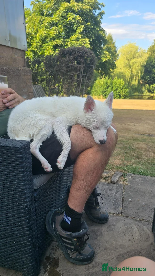 Backround Pomsky 6 month old pomsky puppy for sale for sale in Liverpool | Pets4Homes