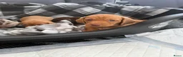 Miniature Dachshund dogs for sale:  * Rare * Stunning chunky Dachshund Fawn Boy -  - Advert 2