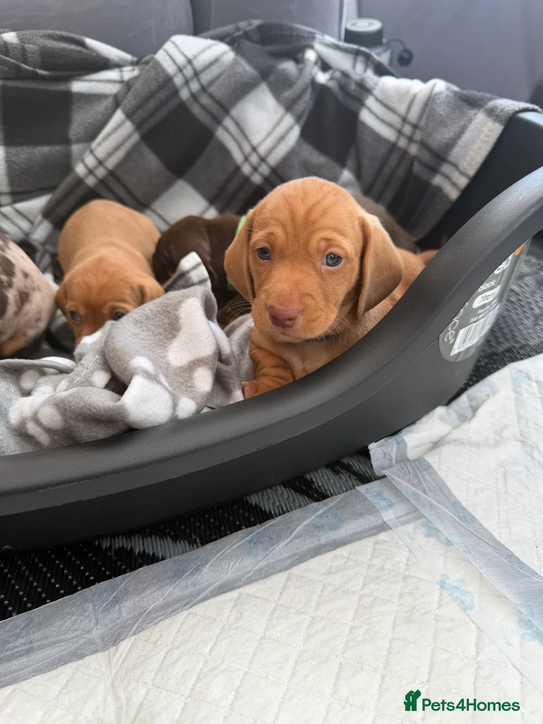 Miniature Dachshund dogs for sale:  * Rare * Stunning chunky Dachshund Fawn Boy -  - Advert 2