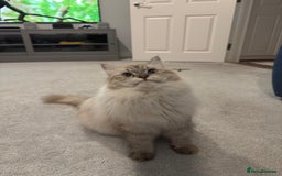 Siberian cats for sale: GCCF Registered Siberian Neva Masquerade Kittens - Image 3