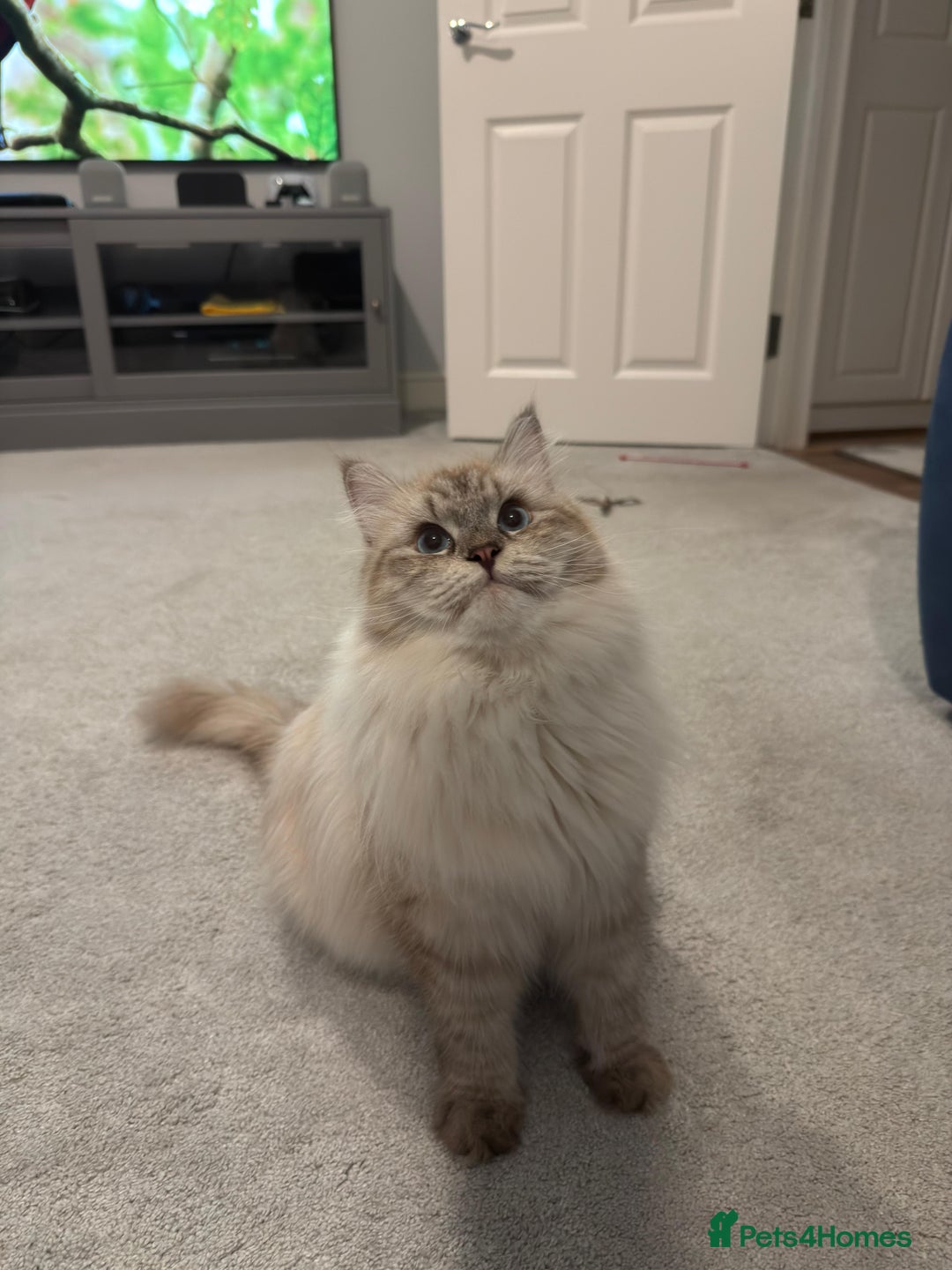 Siberian cats for sale: GCCF Registered Siberian Neva Masquerade Kittens - Image 3