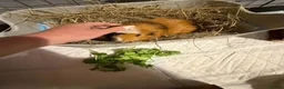 Guinea Pig rodents for sale: 2 female guinea pigs  in Barrow-upon-Humber - Advert 7