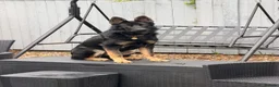 German Shepherd dogs for sale: Apollo - Advert 4