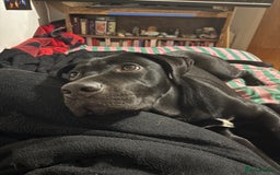 Mixed Breed dogs for sale: For adoption  in Stalybridge - Image 6