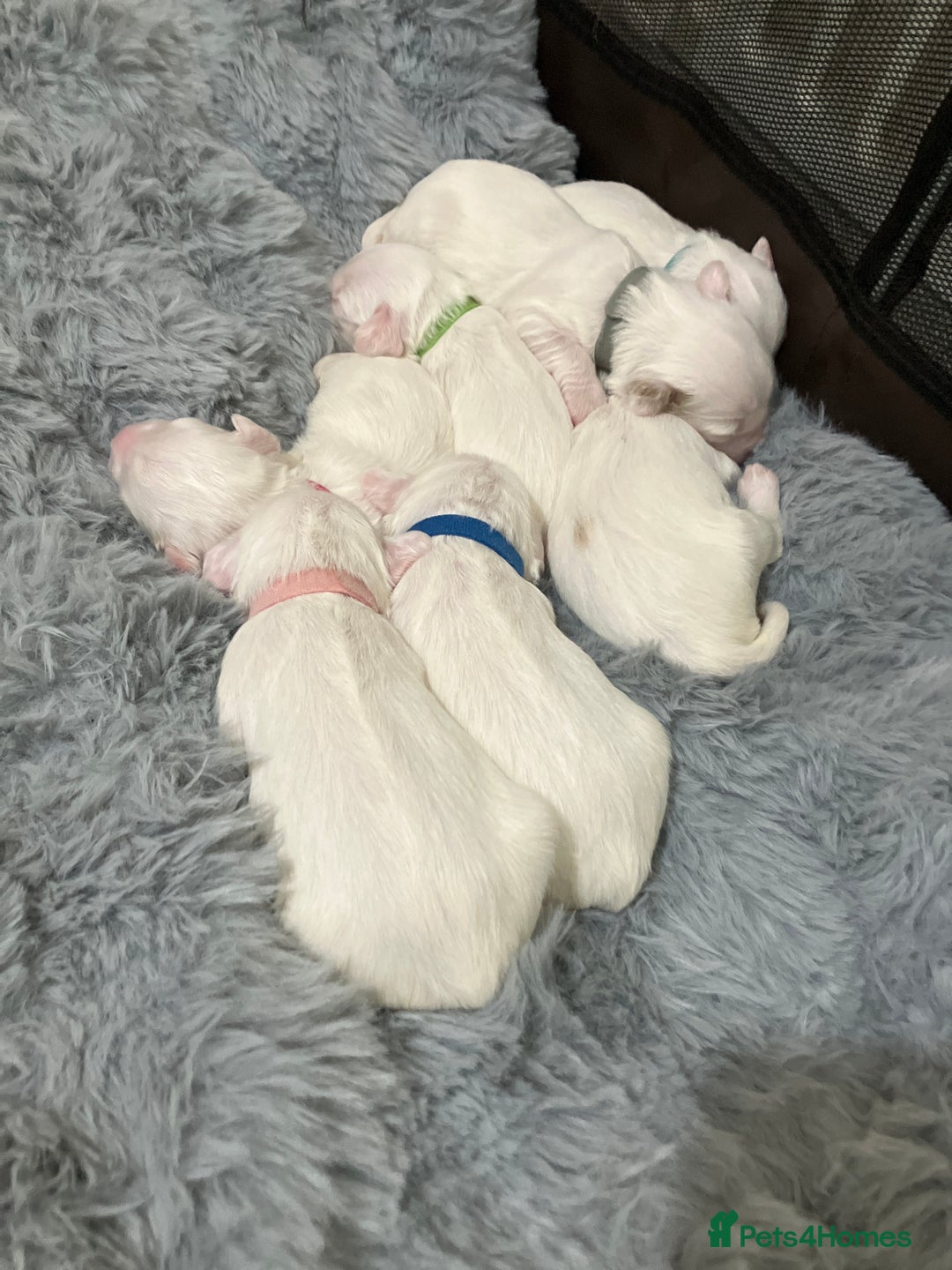 Tibetan Terrier dogs for sale: Tibetan terriers  - Advert 6