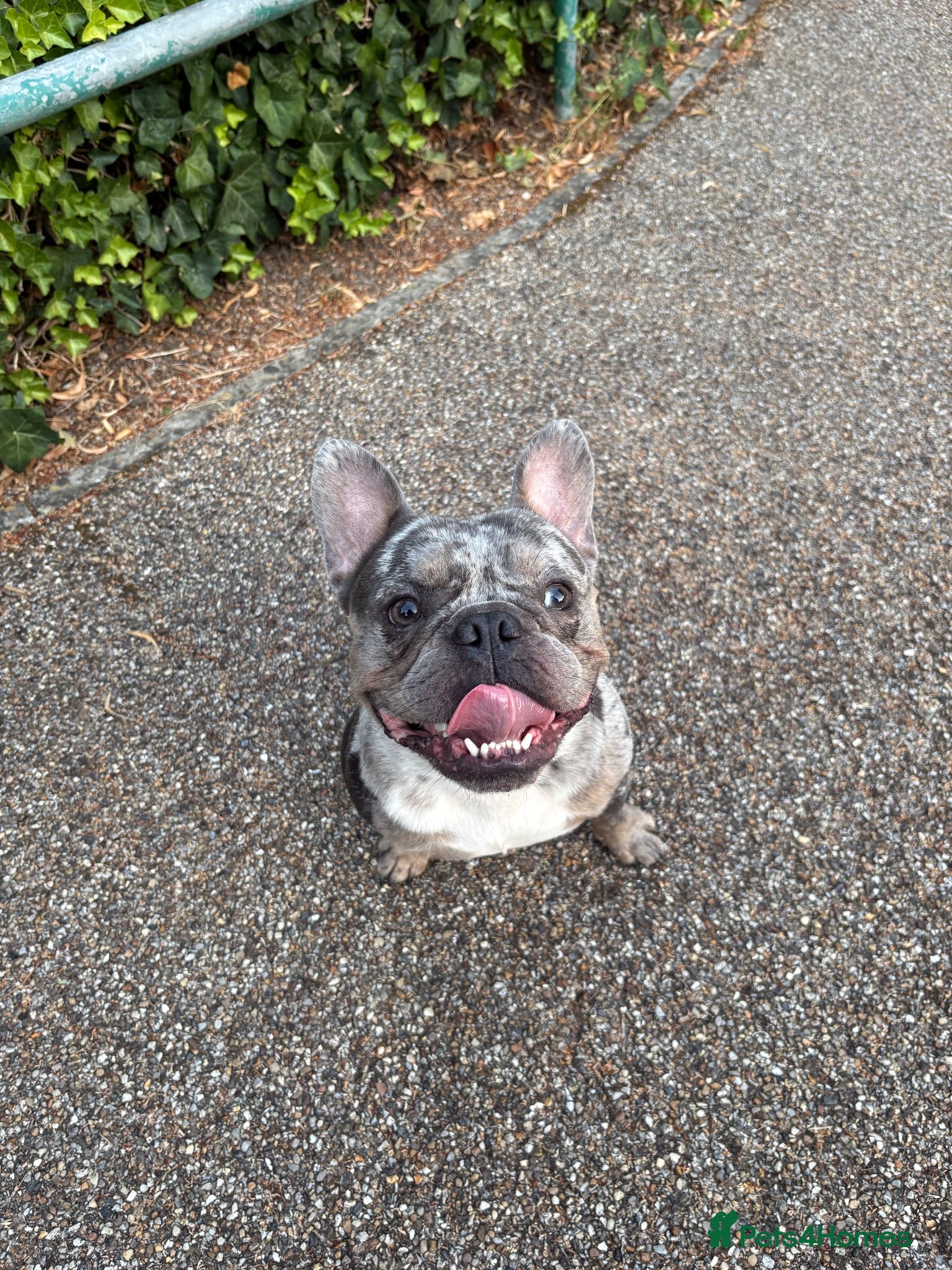 French Bulldog dogs Needs a new home asap  - Advert 5