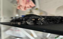American Cocker Spaniel dogs for sale: American cocker puppies new family. - Image 6