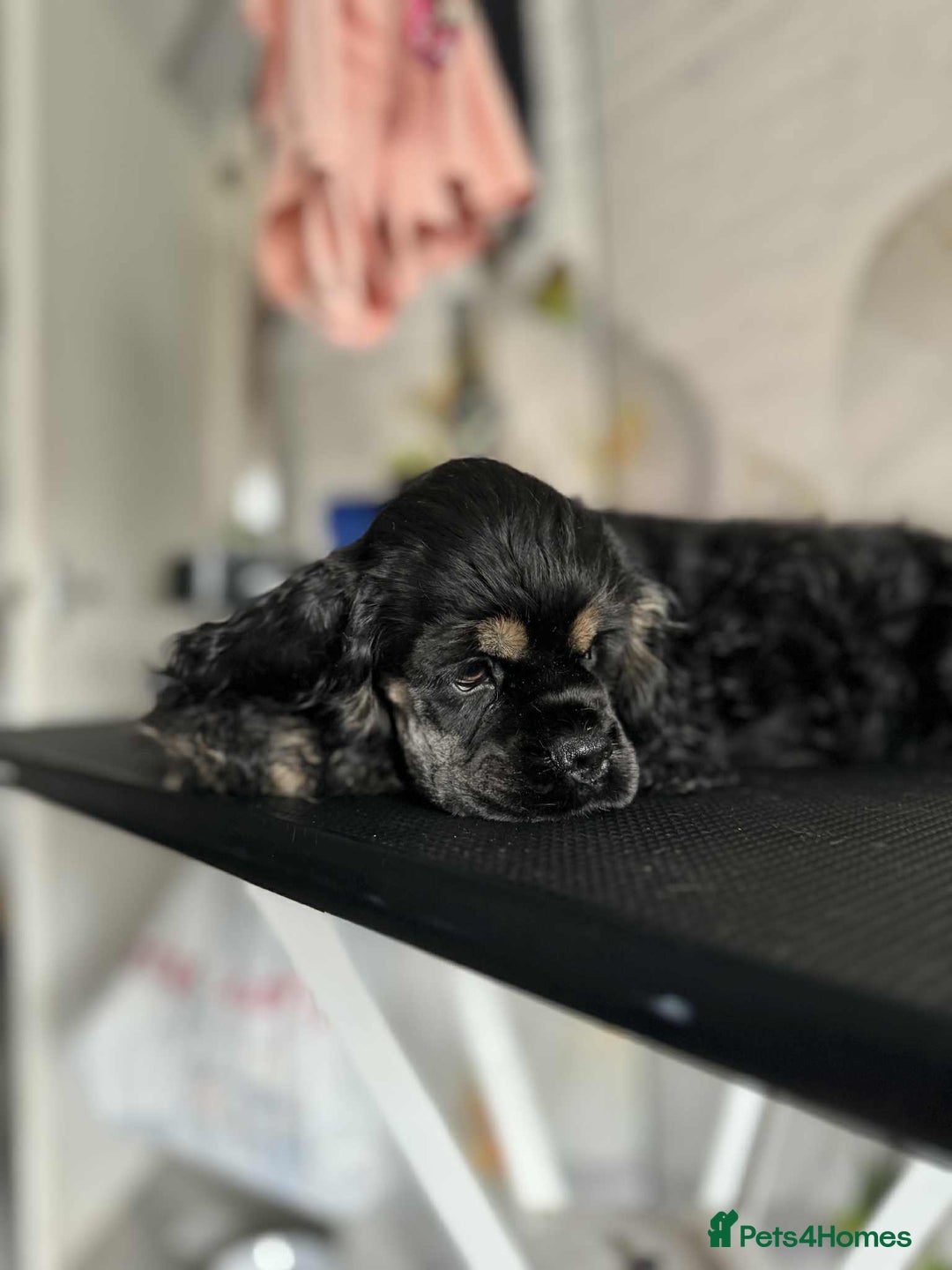 American Cocker Spaniel dogs for sale: American cocker puppies new family. - Image 6