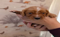 Cocker Spaniel dogs for sale: Beautiful KC Registered Working Cocker Spaniels  - Image 11