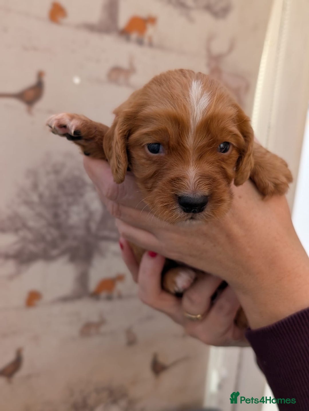 Cocker Spaniel dogs for sale: Beautiful KC Registered Working Cocker Spaniels  - Image 11