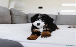 Cavapoo dogs for sale: Beautiful Cavapoo puppies! - Image 9