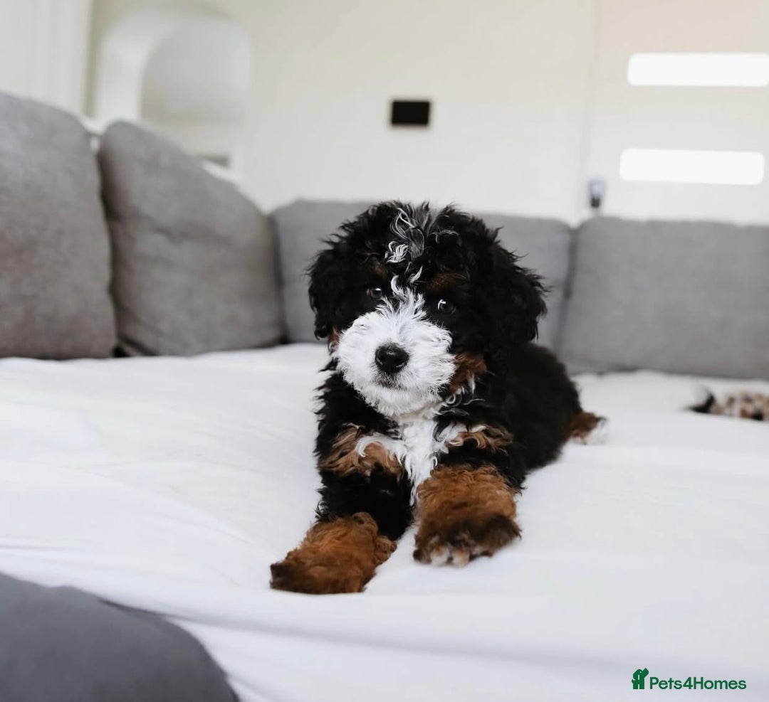 Cavapoo dogs for sale: Beautiful Cavapoo puppies! - Image 9