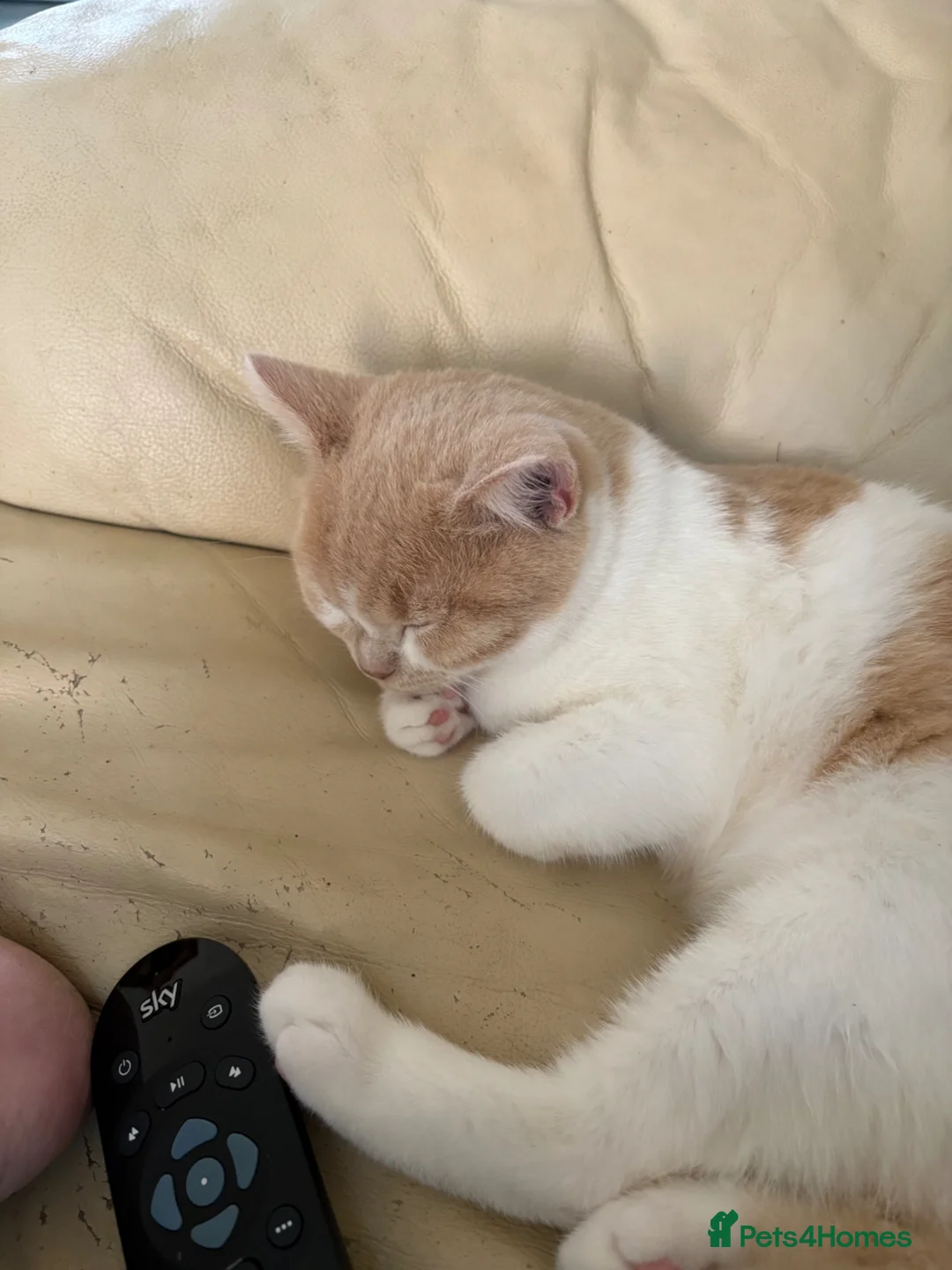 British Shorthair cats for sale: British short hair kittens in Blackpool - Advert 2