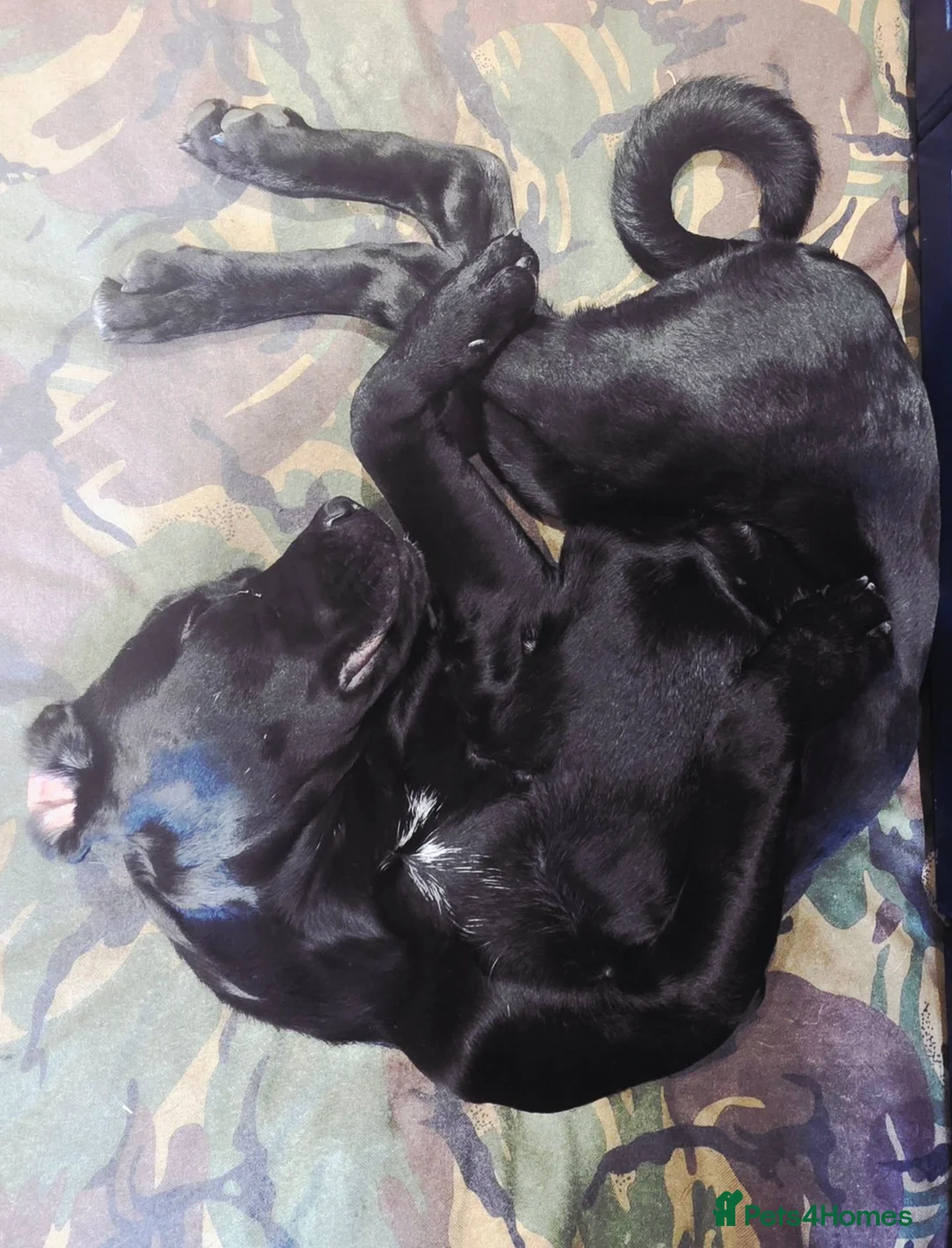 Cane Corso dogs for sale: Poppy in Retford - Advert 6