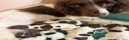 English Springer Spaniel dogs for sale: KC Reg working English springer spaniels in Watlington - Advert 8