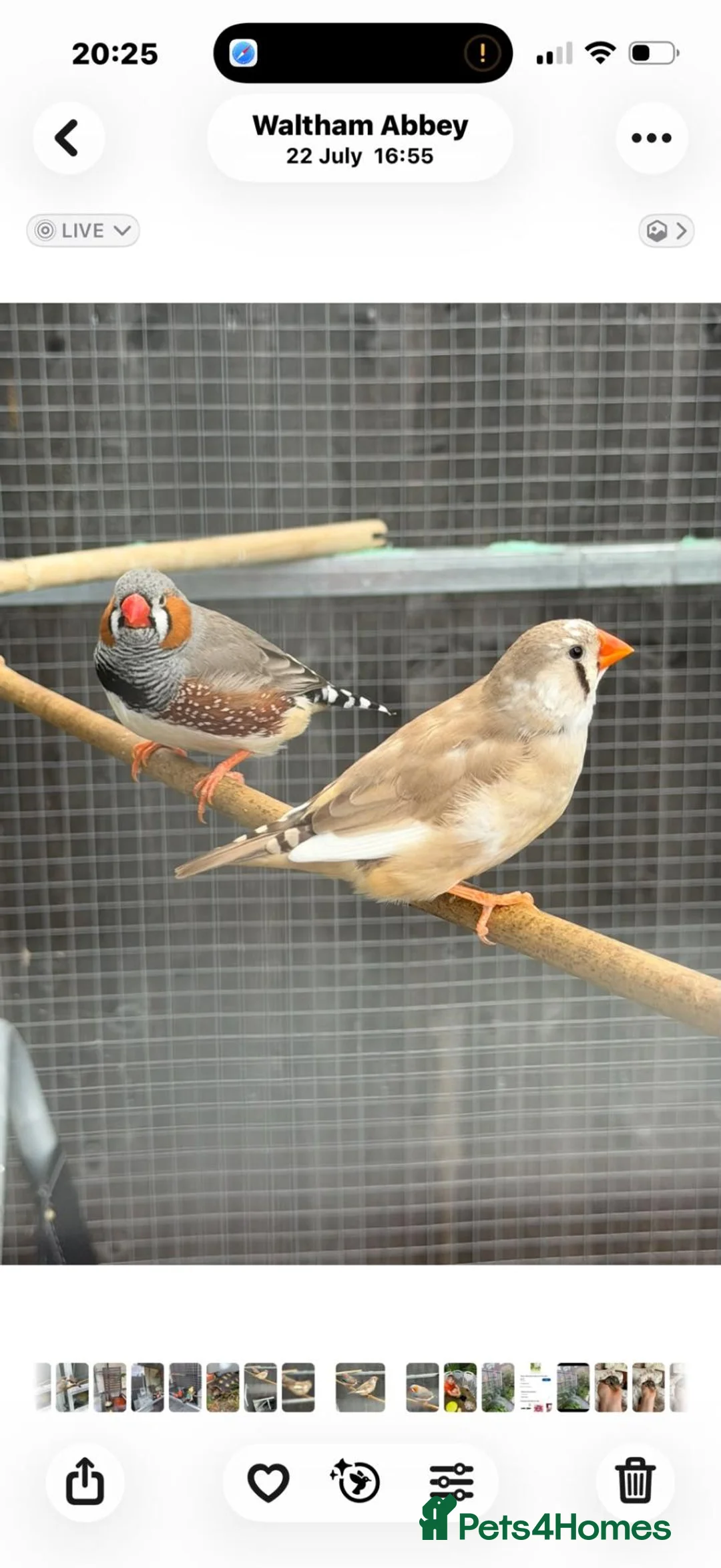 Finches birds for sale: Zebra finchs - Advert 1