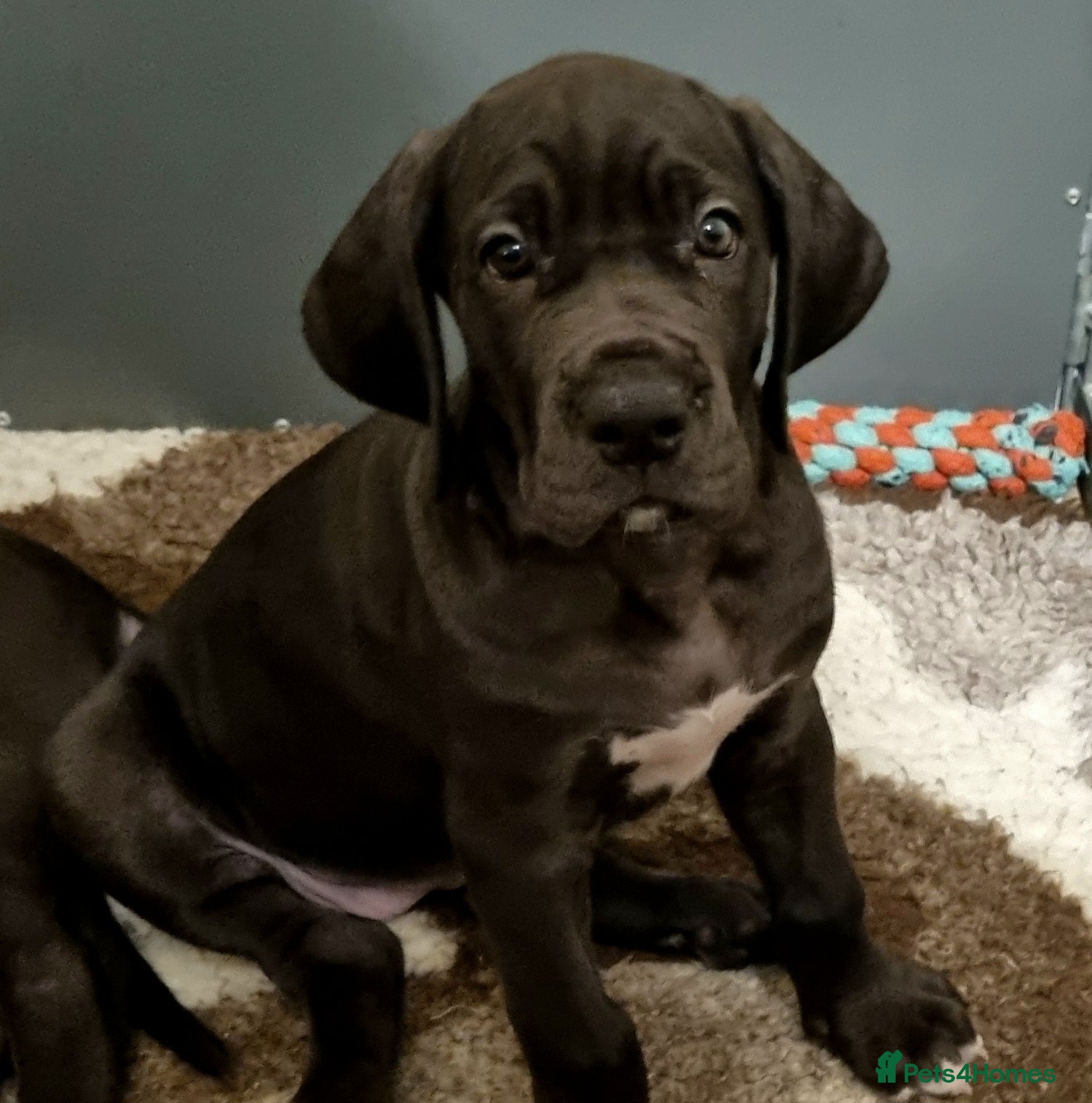 Great Dane dogs 3 girls left. READY NOW - Advert 5