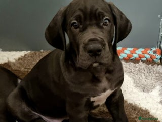 Great Dane dogs 3 girls & 1 boy left. READY NOW - Advert 2