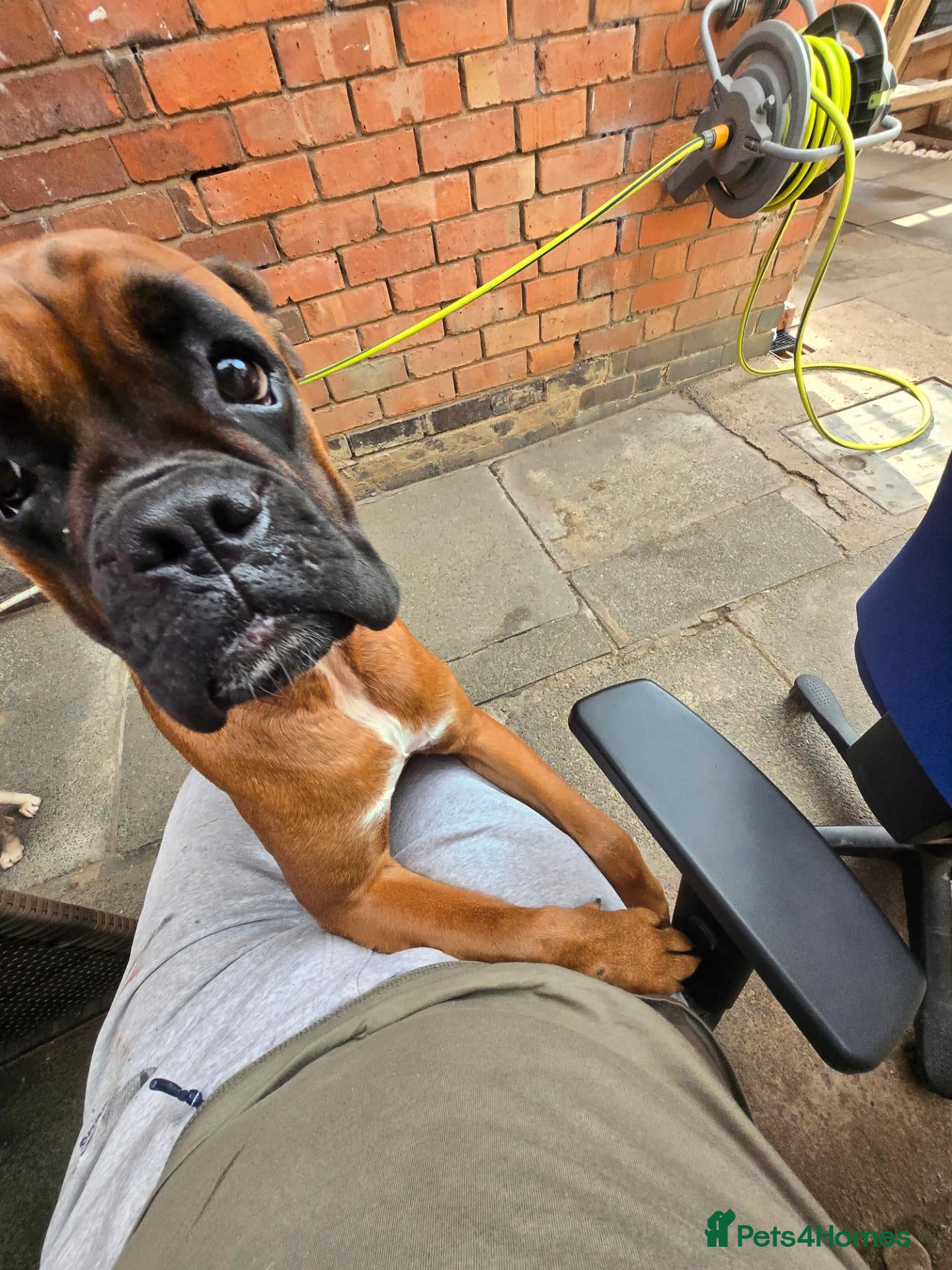 Boxer dogs Female boxer dog for sale - Advert 3