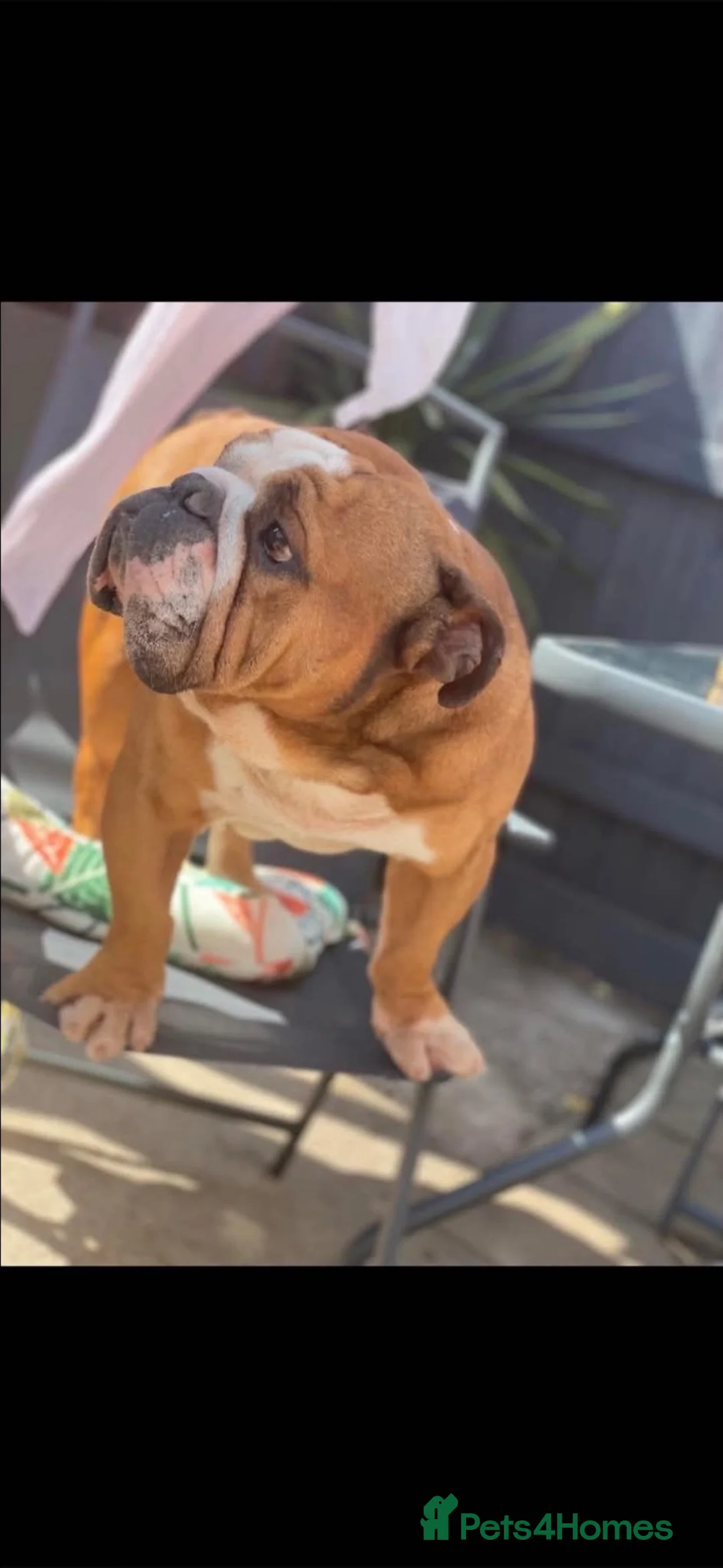 English Bulldog dogs for sale: British bulldog  - Advert 3