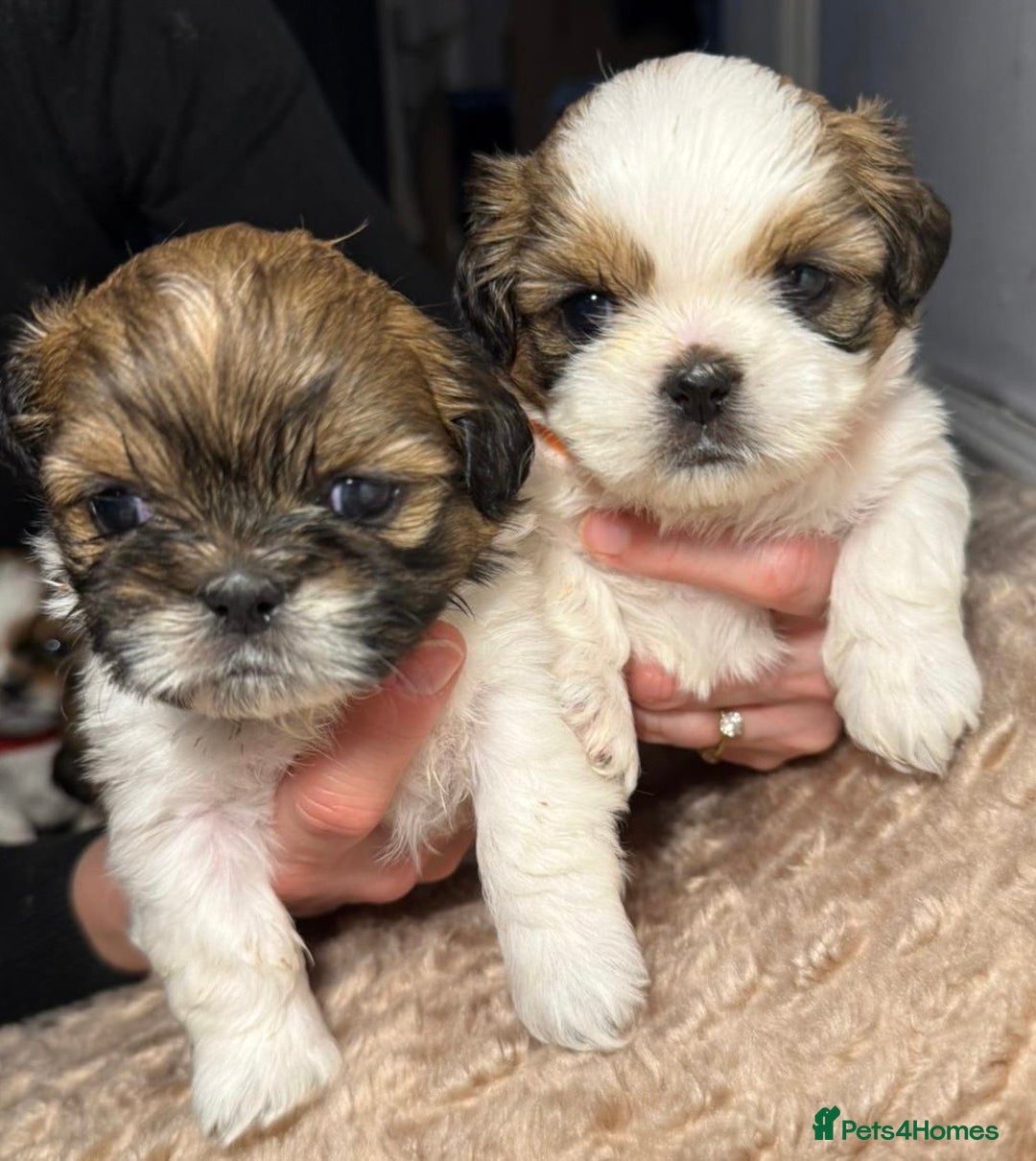 Shih Tzu dogs for sale: Beautiful Tricolour Mini Shih Tzu Puppies - Advert 8