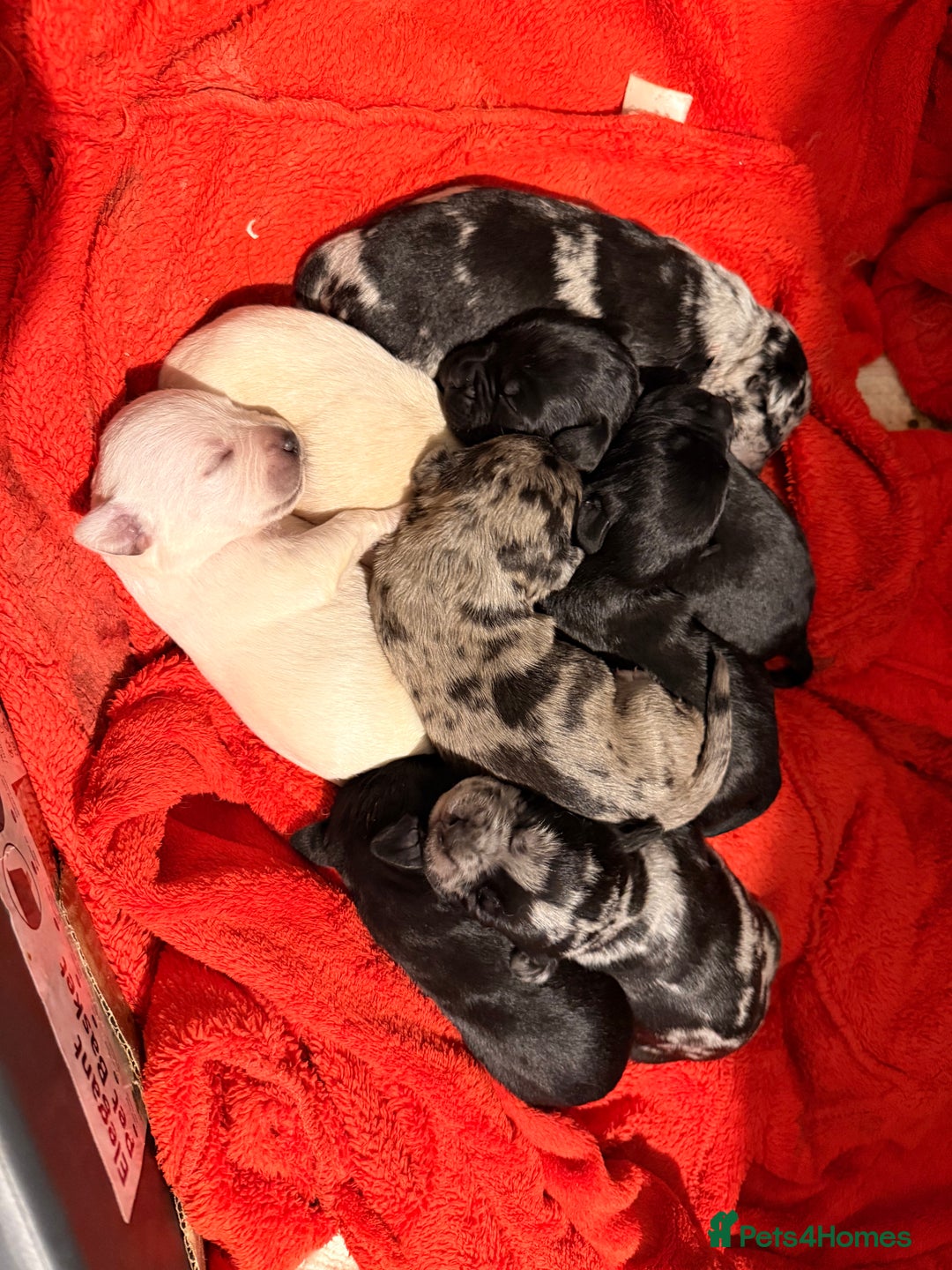 Mixed Breed dogs for sale: Beautiful Frenchie x Labrador puppies  - Advert 9