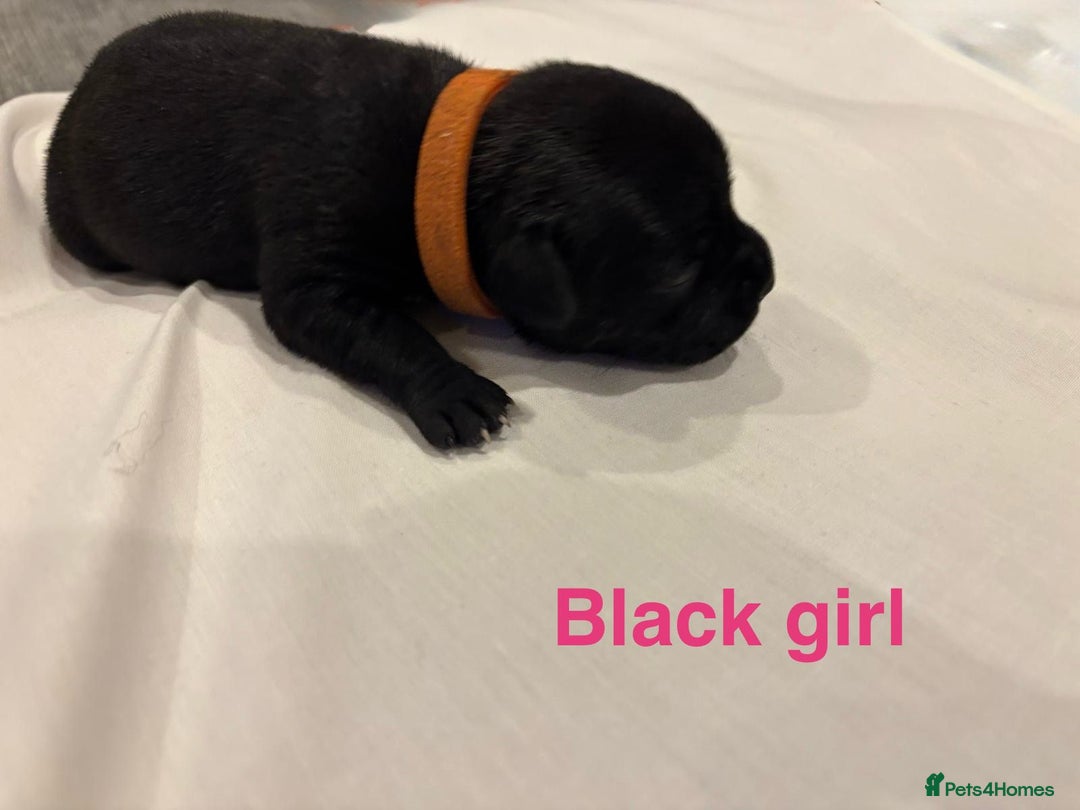 Staffordshire Bull Terrier dogs for sale: Champion Bloodline Stafforshire Bull Terrier Pups - Advert 19